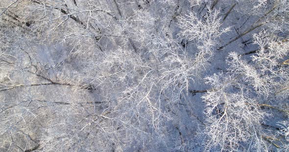 Above The Winter Forest