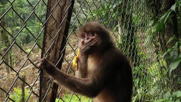 Close up of a capuchin monkey cebus albifrons eating a banana inside a cage 