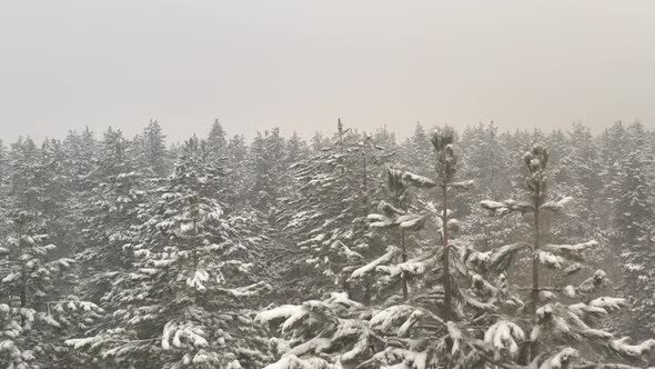 Fog in the woods by January 4K aerial video