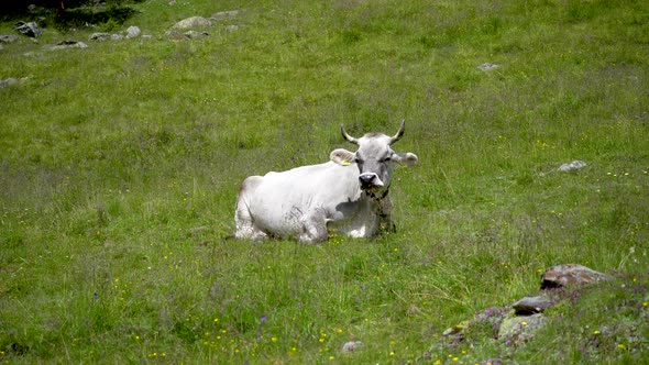 Single wild cow with horns sitting alone in grass field grazing and eating, Europe