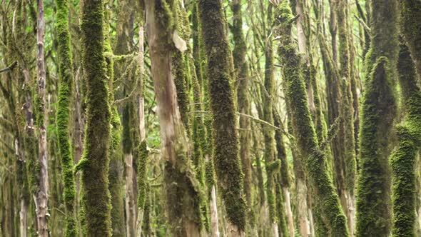 Mossy Tree Branches