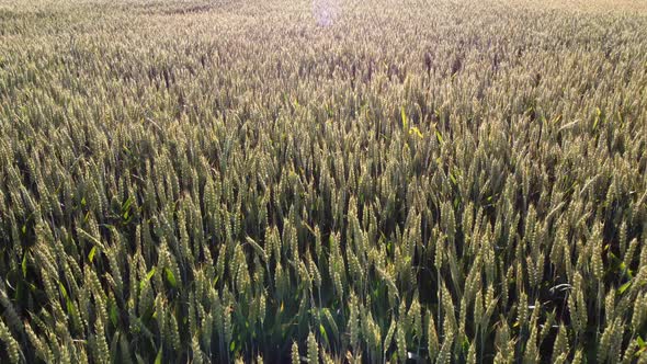 Flying Over Green Tops of Young Wheat Sprouts on Sunny Morning