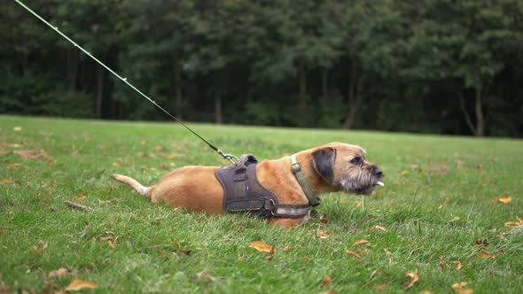 Terrier dog wagging tail on a leash resting in a park wide shot