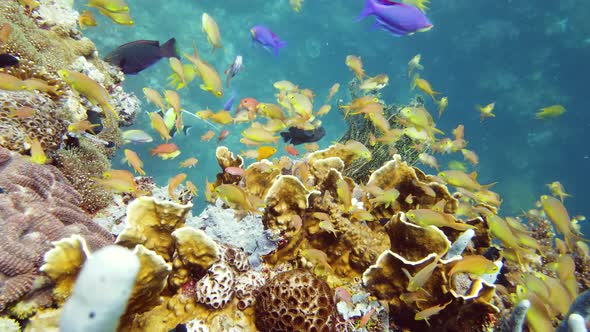 Coral Reef with Fish Underwater. Leyte, Philippines.