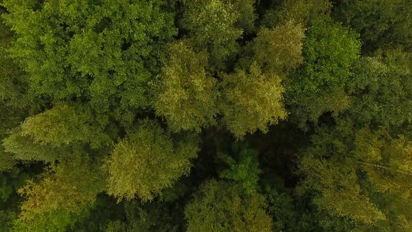 Autumn forest aerial