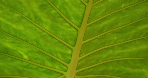 Detail of Alocasia macrorrhizos leaves