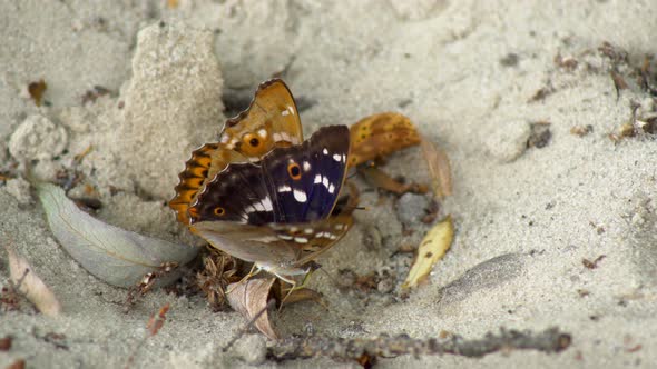 Two Butterflies Sit Close-up On A Sandy Surface