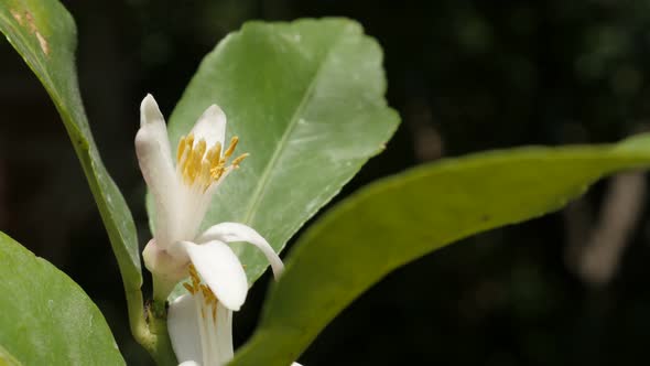 Beautiful white opened lemon fruit flower shallow DOF 4K 2160p 30fps UHD footage - Citrus limon plan