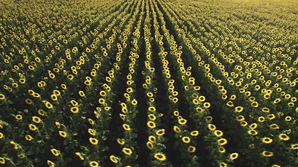 Picturesque Sunflower Field at Sunset