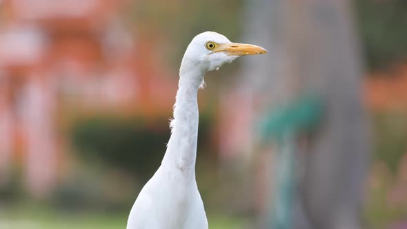 White Cattle Egret Wild Bird Also Known As Bubulcus Ibis Walking on Green Lawn in Summer