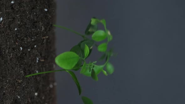 Green Seedlings Nature Fragility Soil Sky Vertical