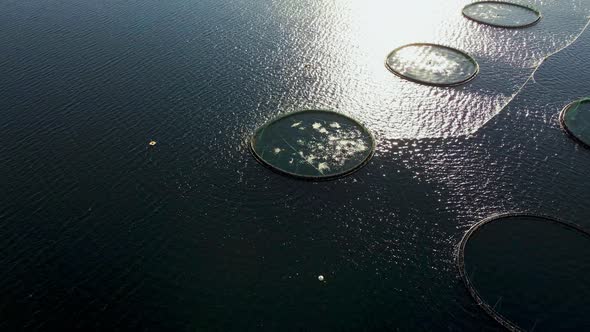 Salmon pen on aquafarm bustling with activity; sun reflection in drone view