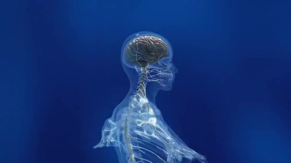 The Human nervous system 3d medical animation