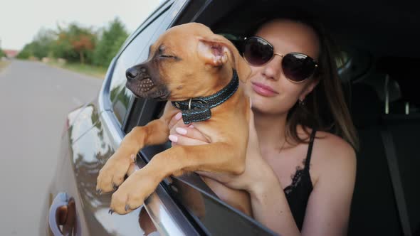 German Boxer Puppy Rides in the Car and Looks Out the Window Dog Travel