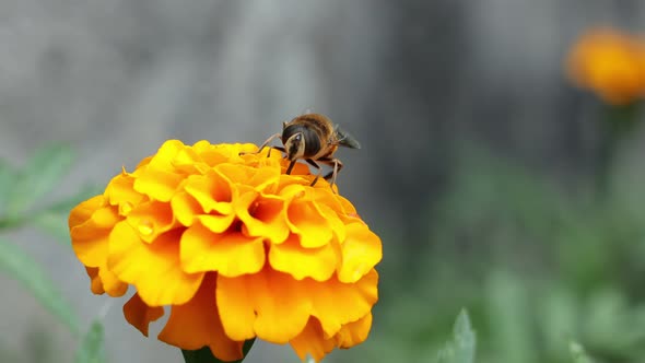 Honey bee shocking nectar