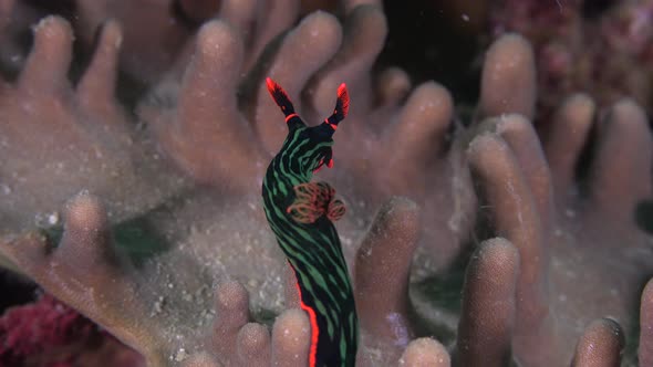 Green Tiger Nudibranch (Nembrotha kubaryana)crawling over coral reef in the Philippines