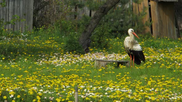 The white stork (Ciconia ciconia) looking for food at dandelion field in sunny spring day, medium sh