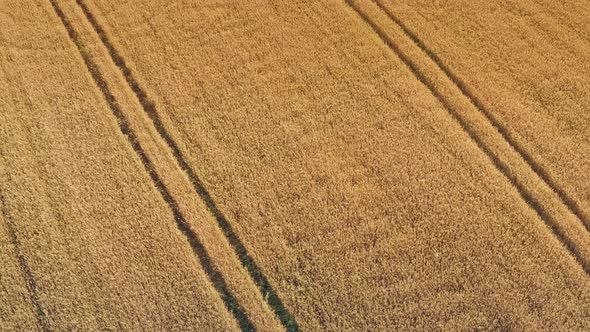 Barley Field with Traces of Tractor Wheels