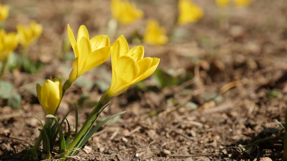 Flowers of yellow daffodil plant  close-up 4K 2160p 30fps UltraHD footage - Yellow lily-of-the-field