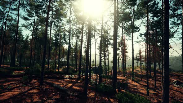 Deep Scandinavian Woods on a Late Summer Evening