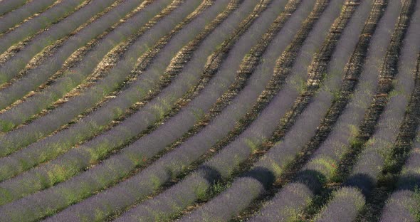 Field of lavenders,Ferrassieres, Provence, France