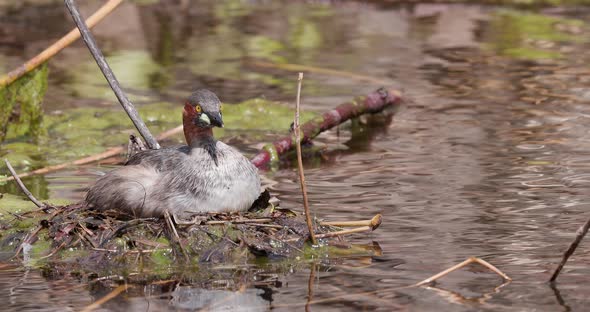 Little Grebe Female Incubating eggs on her floating nest over water on a mid afternoon