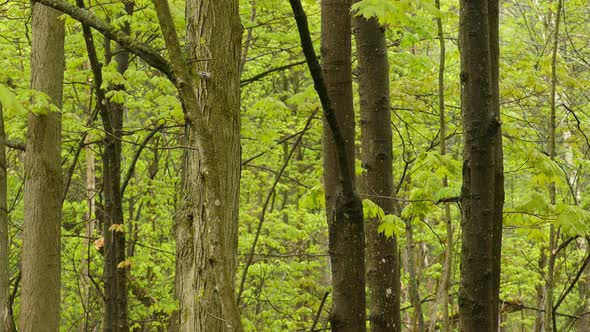 Birds wandering tree branches in a woodland green forest, wildlife static shot