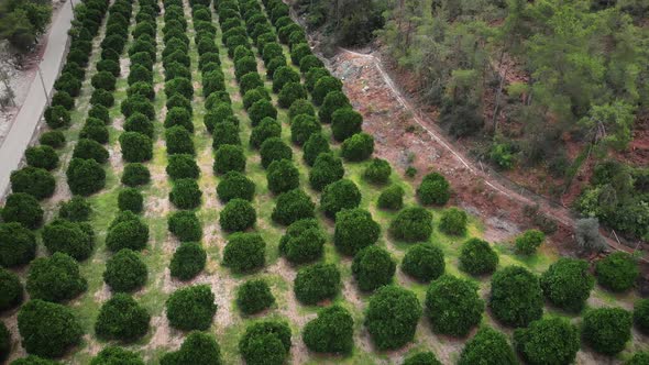 Birds eye view of young green growing citrus plantation.