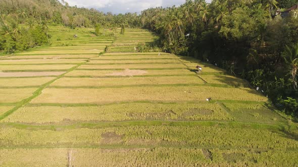 Rice Fields with Agricultural Land in Indonesia