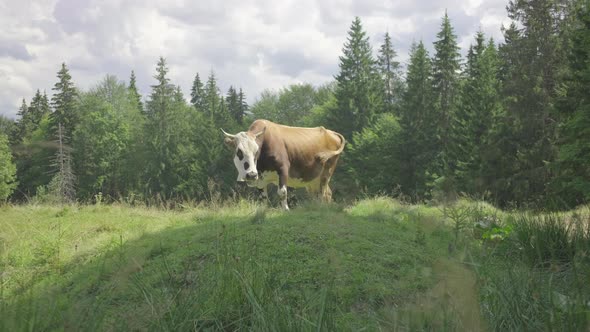 Beige cow with a bell on her neck grazes on a summer mountain meadow on a sunny day.