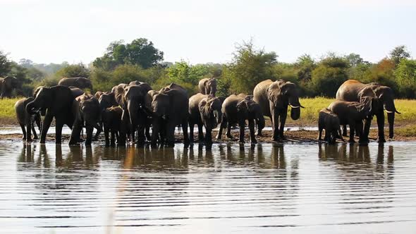 Big herd of African elephant enjoying their time together at the waterhole