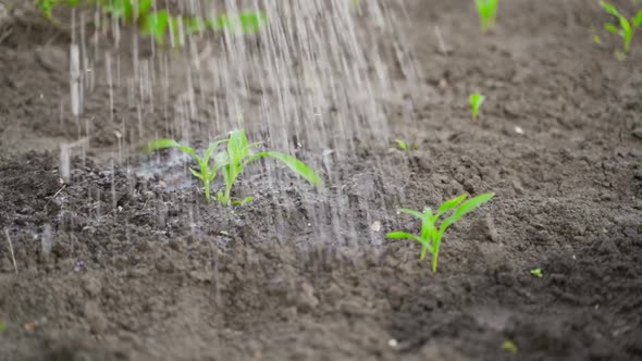 Young Sprouts of Corn are Watered Abundantly with Water Closeup
