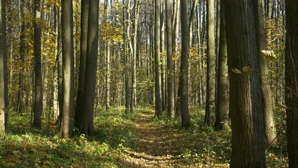 Walk on the Path in the Autumn Forest