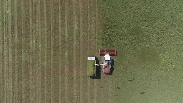 Top down aerial view of Combine harvesting and truck on wheat field. 17