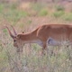 Wild Saiga Antelope or Saiga Tatarica Grazes in Steppe - VideoHive Item for Sale