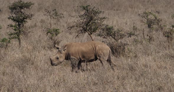 White Rhinoceros, ceratotherium simum, calf scratching on a Tree, Nairobi Park in Kenya