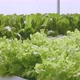 Dolly shot of organic freshness vegetables hydroponic green house soiless water system - VideoHive Item for Sale