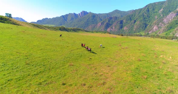 Flight Over Wild Horses Herd on Meadow. Spring Mountains Wild Nature. Freedom Ecology Concept