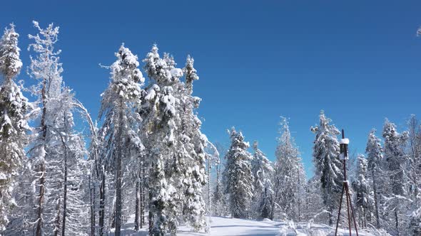 Flying in Fabulous Winter Forest