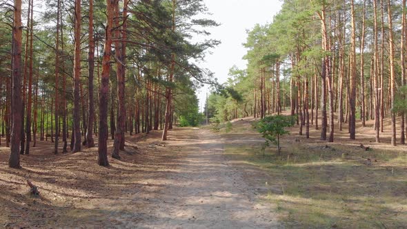 Summer Pine Forest