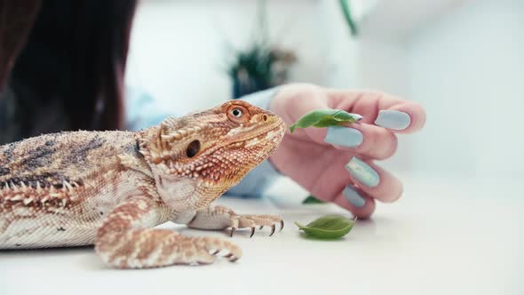 caucasian hand woman long nails feed pet lizard, bearded dragons, close up of exotic tropical wild a