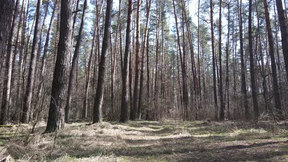 Forest Landscape Aerial View Slow Motion