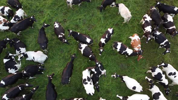 Aerial top view of the herd of cows at green meadow.