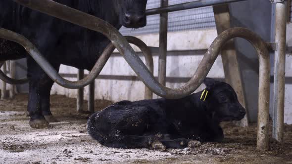 Cute black baby angus calf lying on the ground, large mother angus cattle watching on the newborn. C