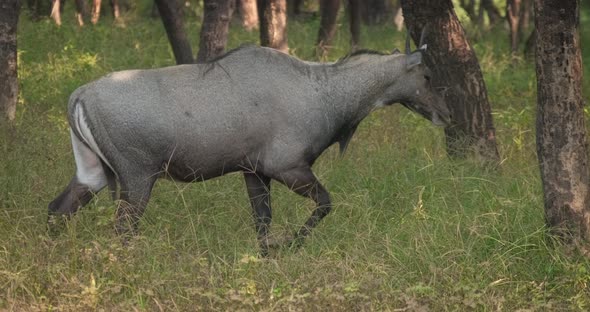 Blue Bull or Nilgai - Asian Antelope Walking in Ranthambore National Park, Rajasthan, India