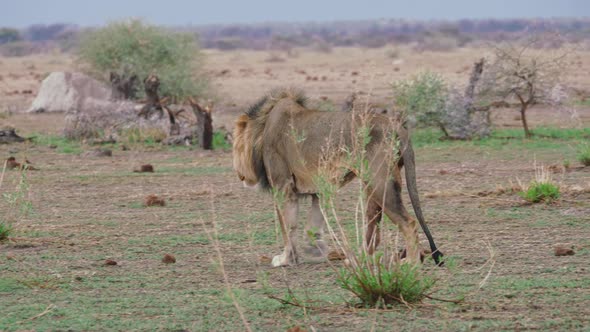 Adult alpha lion stalks across a barren landscape. Panning telephoto shot following the lion walking
