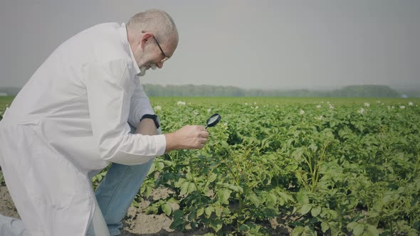 Male scientist inspecting potato seedlings