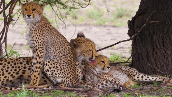 A Mother Cheetah Yawns And Relaxing Under The Shade Of A Tree While Grooming Her Two Cubs In Decepti