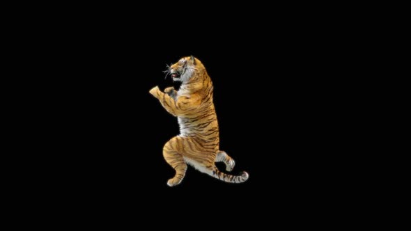 Tiger Dancing HD