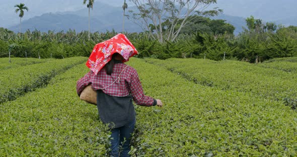 Woman pick green leave in the tea farm